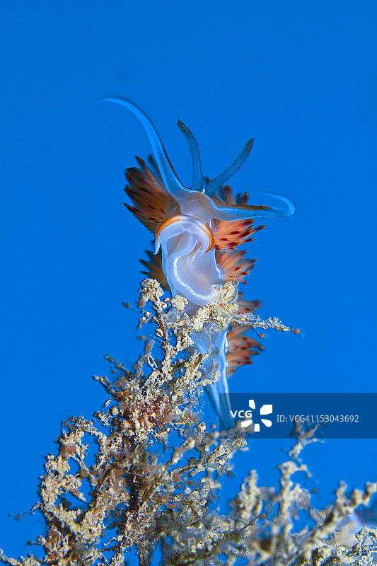 多迪斯·班尤伦西斯图片素材