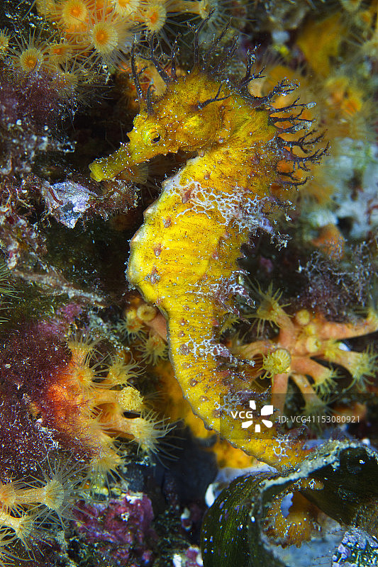 拉莫卢斯海马图片素材