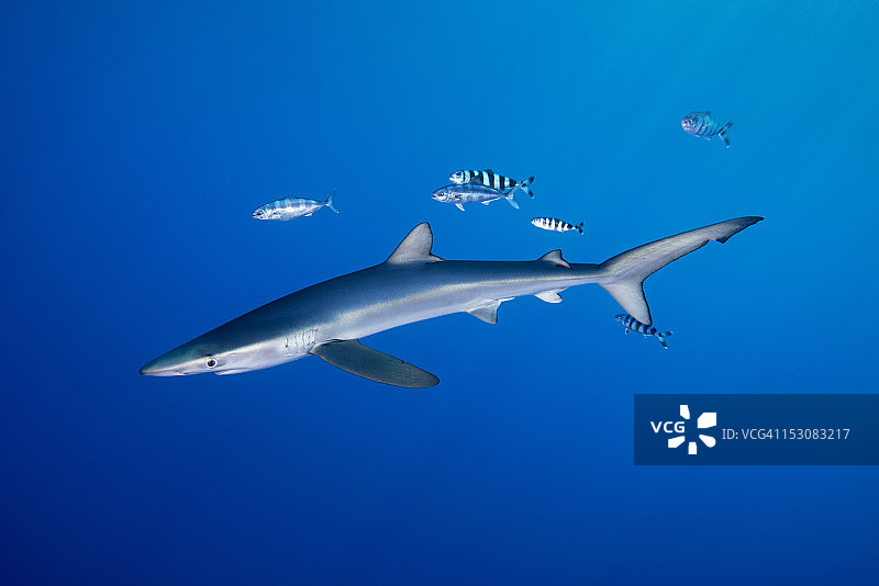 蓝鲨与领航鱼图片素材