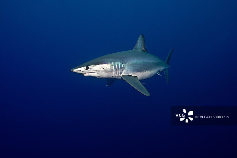 短鳍灰鲭鲨图片素材
