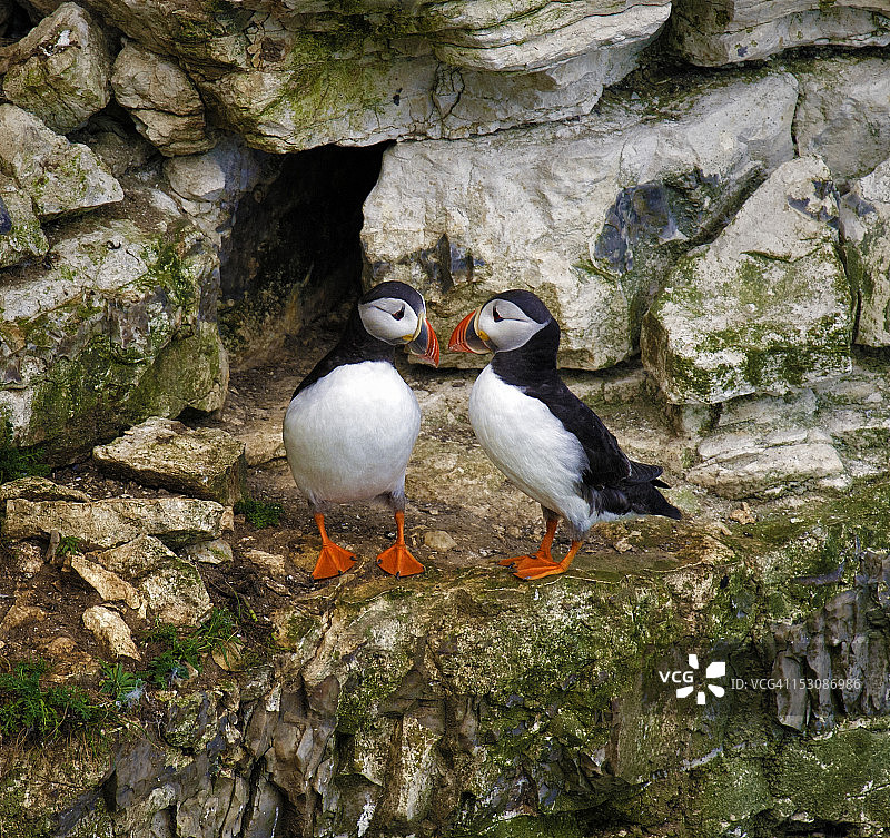 本普顿的海鹦夫妇图片素材