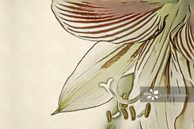 孤挺花蝴蝶花特写图片素材