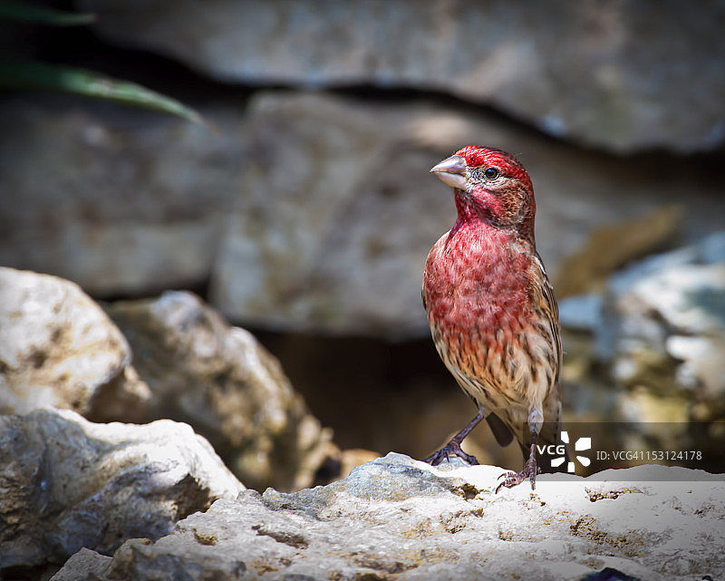 池塘边的紫红雀图片素材