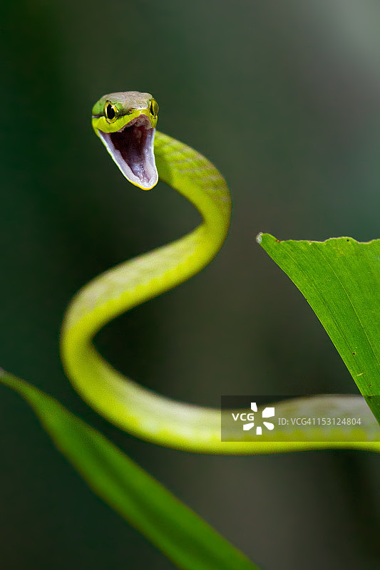 有光泽的鹦鹉蛇图片素材