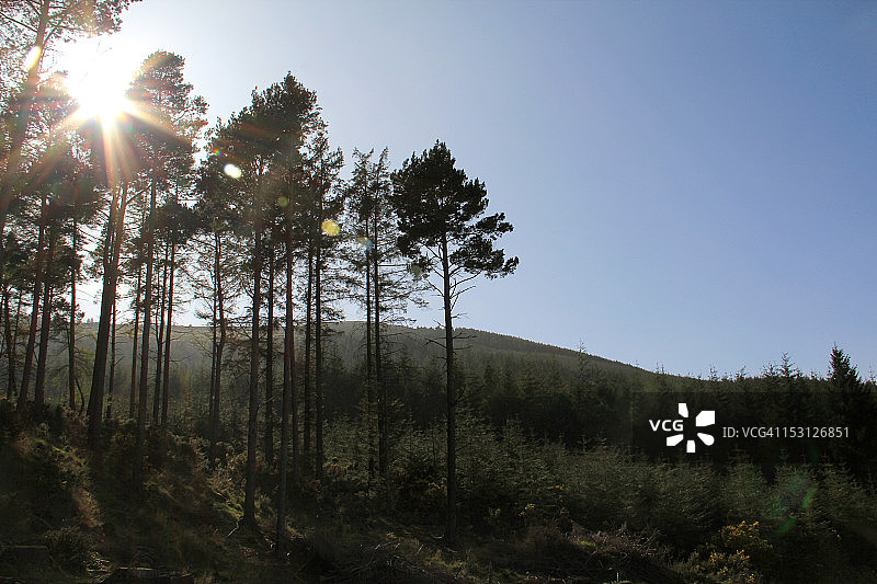 阳光穿透树林图片素材