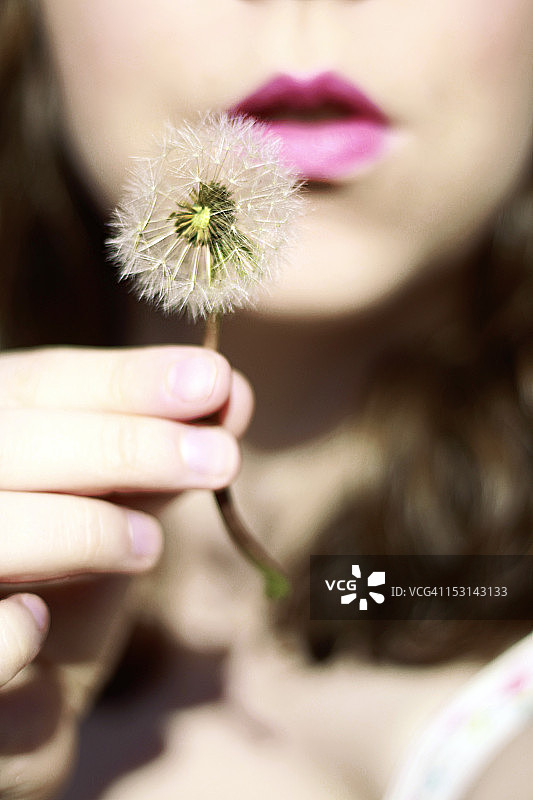 蒲公英图片素材