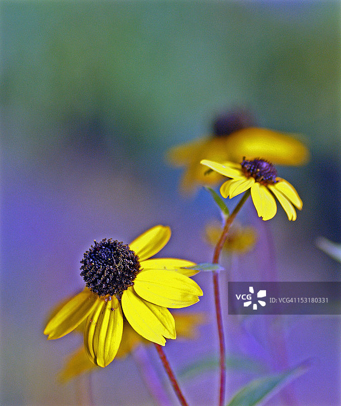 三叶金光菊图片素材