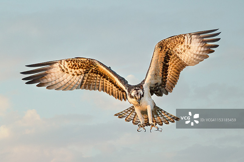 鹗降落图片素材