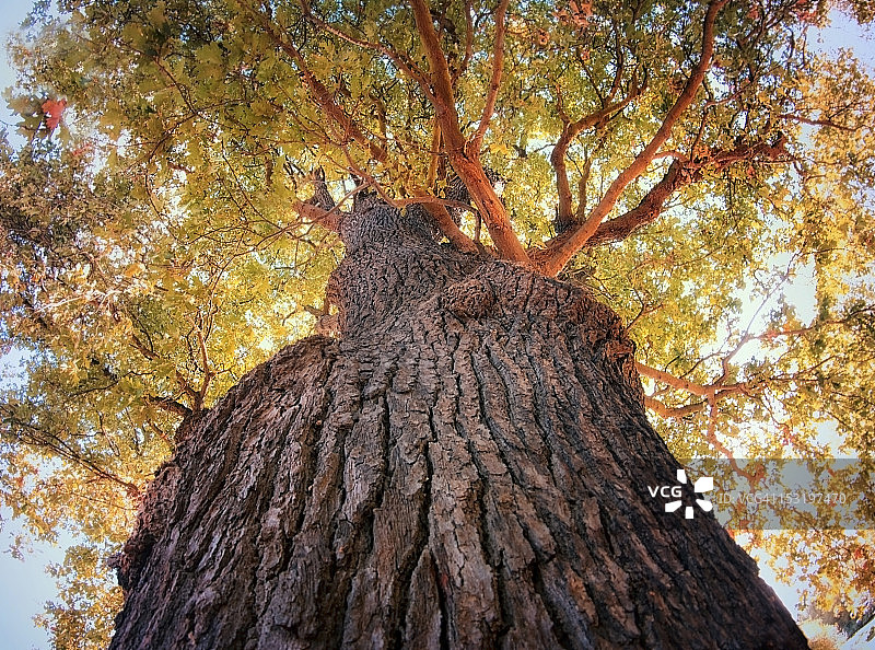 英国橡树图片素材