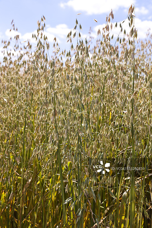 英国科茨沃尔德的成熟燕麦图片素材