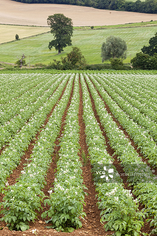 英国科茨沃尔德生长的土豆图片素材