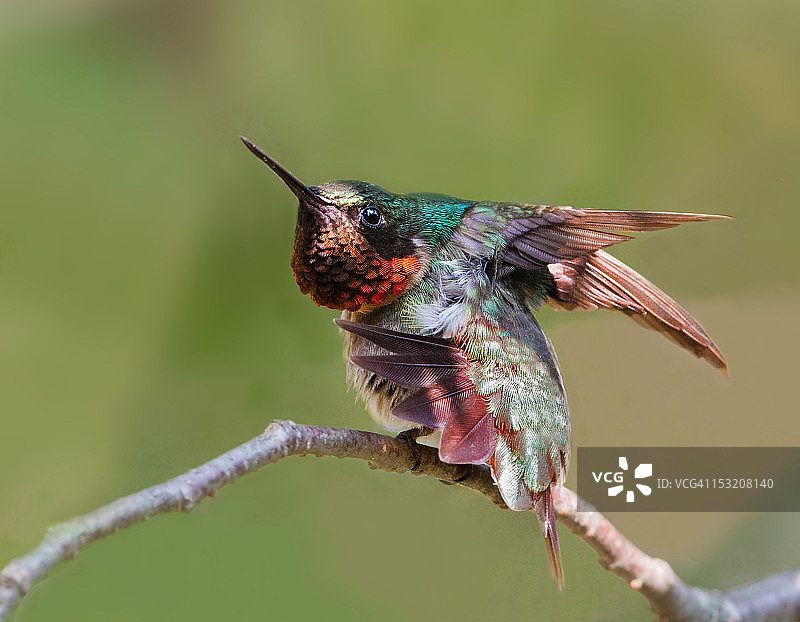 红喉蜂鸟图片素材