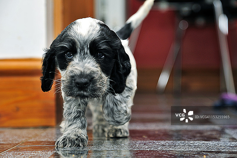 可卡犬幼犬图片素材