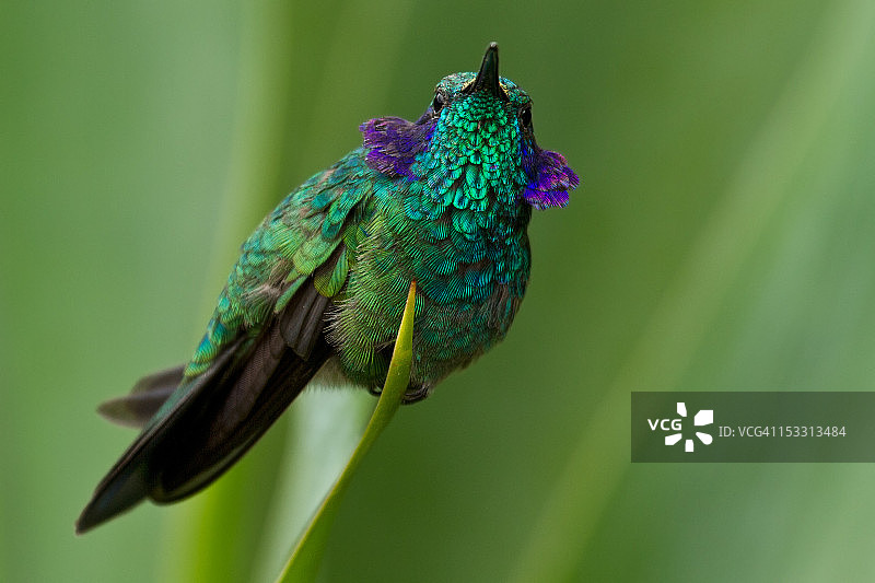 绿耳蜂鸟图片素材
