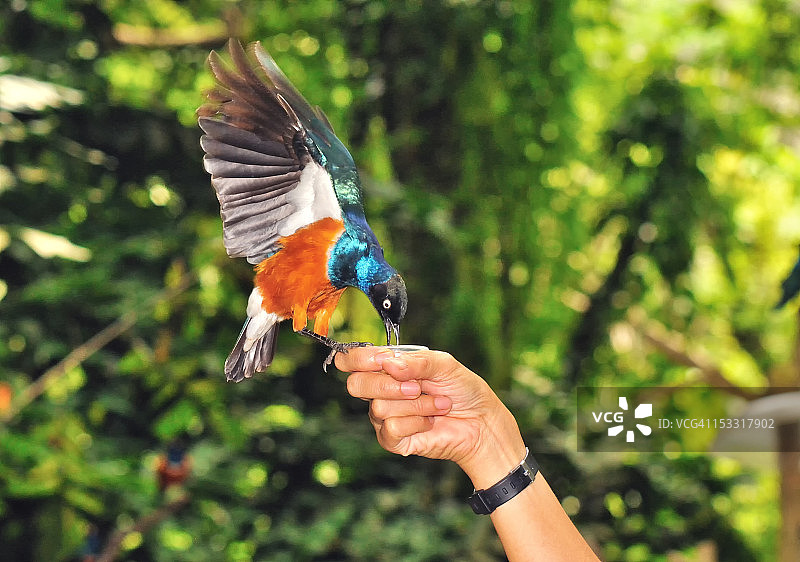 手喂鸟图片素材