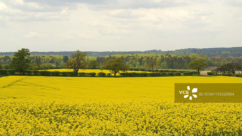 油菜籽领域图片素材