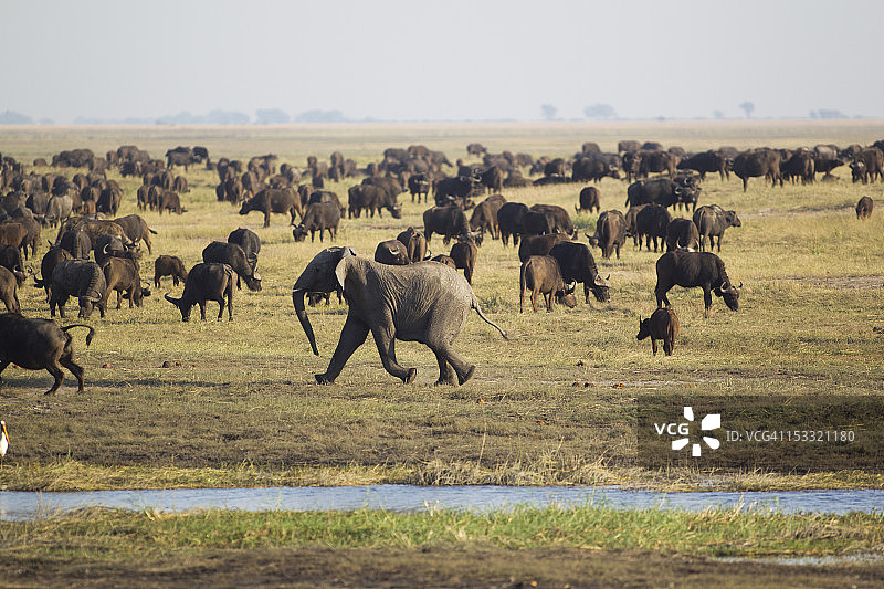 博茨瓦纳，大象追逐水牛图片素材