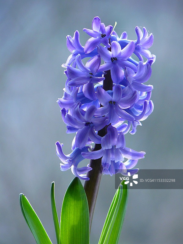 蓝色风信子图片素材