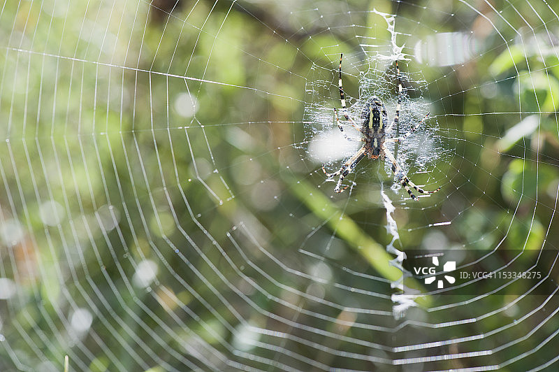 黄园蛛在蜘蛛网中等待猎物图片素材
