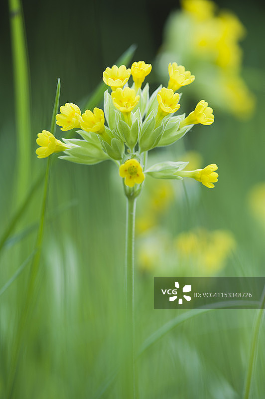 报春花图片素材