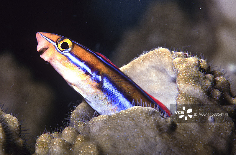 印度尼西亚蓝纹动鱼图片素材