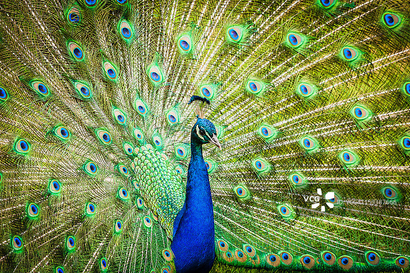 孔雀图片素材
