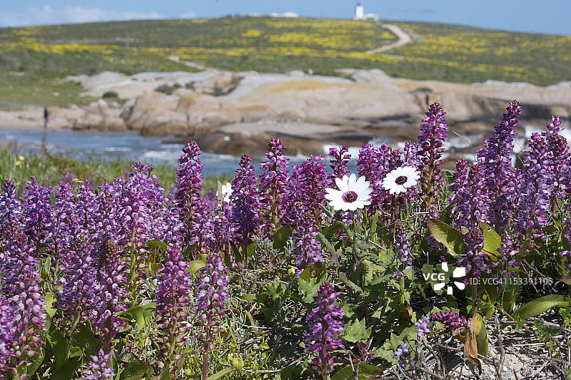 来自南非纳马夸兰的虎眼万年青图片素材