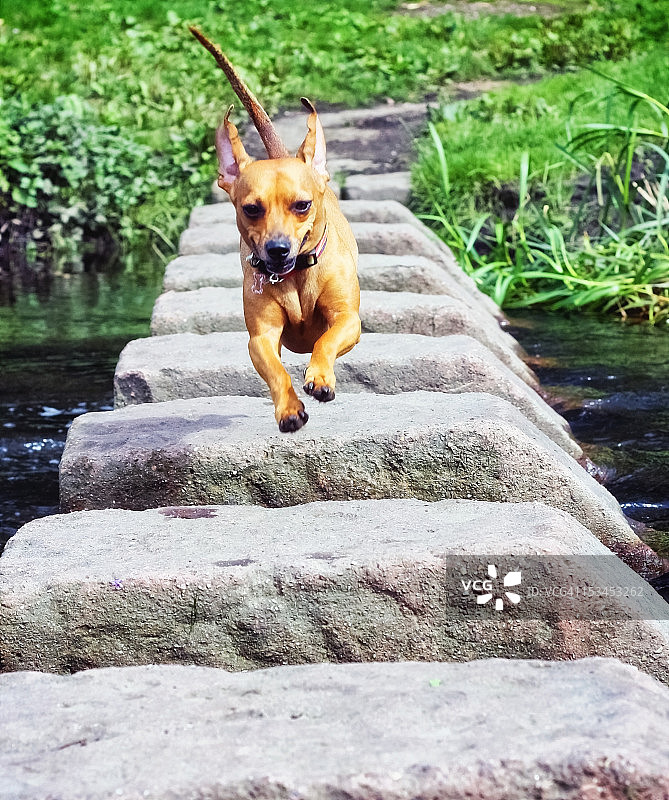 小型犬图片素材