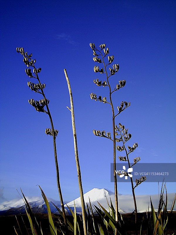 高大的亚麻植物和瑙鲁赫伊火山图片素材