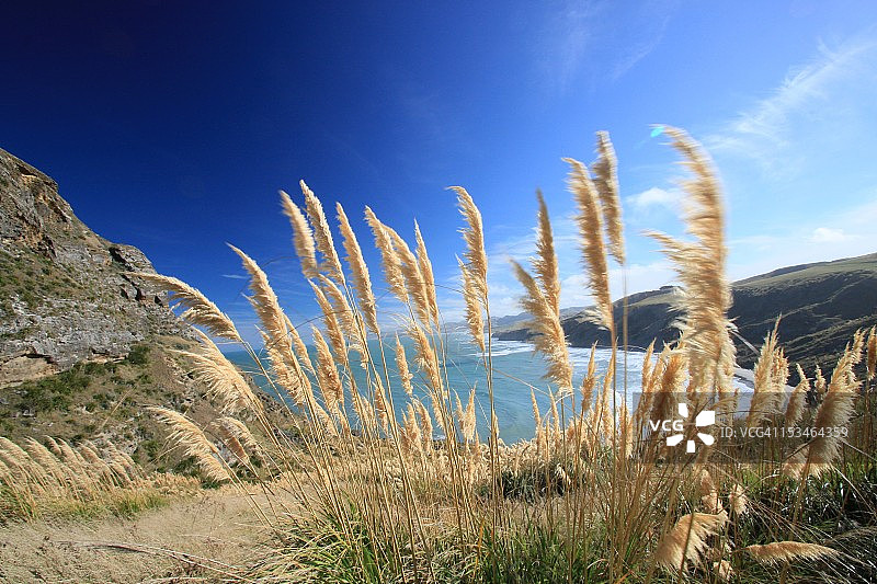 风中摇曳的草地图片素材