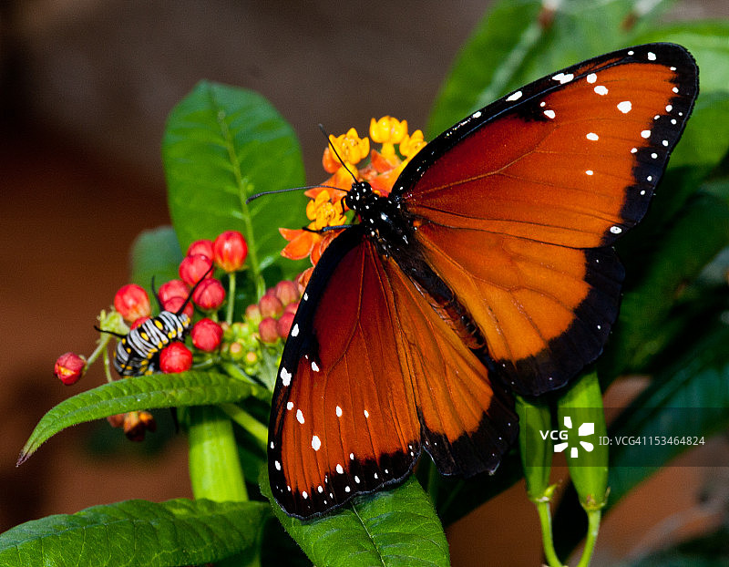 毛毛虫和蝴蝶图片素材