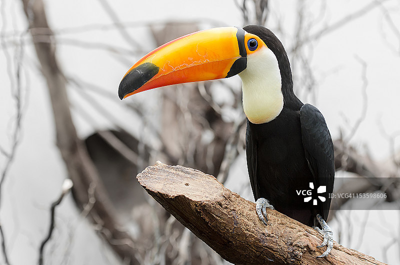 体罚巨嘴鸟图片素材