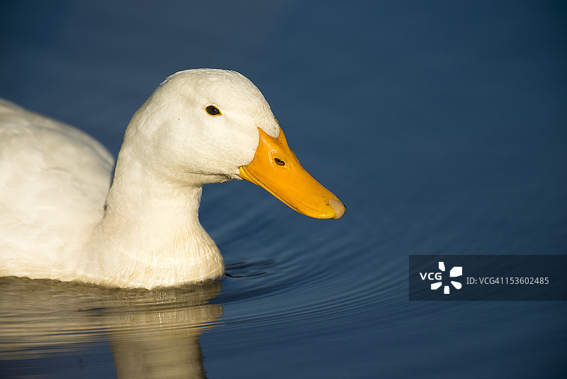 池塘里的艾尔斯伯里鸭图片素材