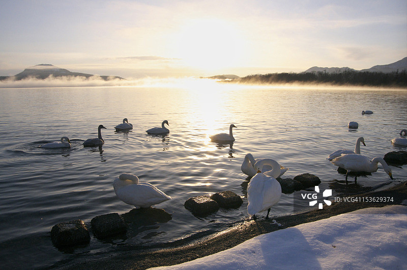 屈斜路湖的天鹅图片素材