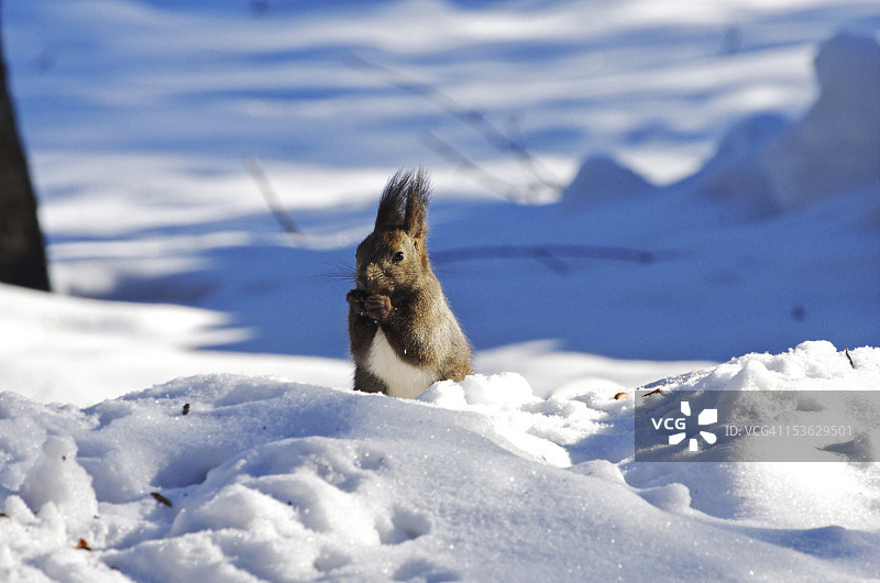 日本松鼠图片素材