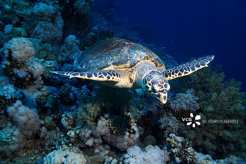 玳瑁海龟图片素材