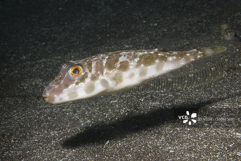 几内亚河豚图片素材