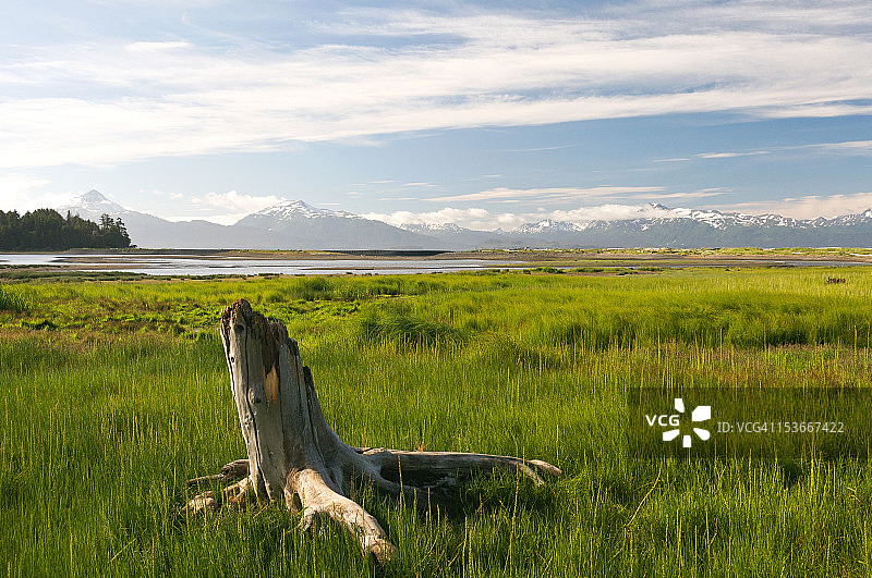 白鲸沼泽小径景观图片素材