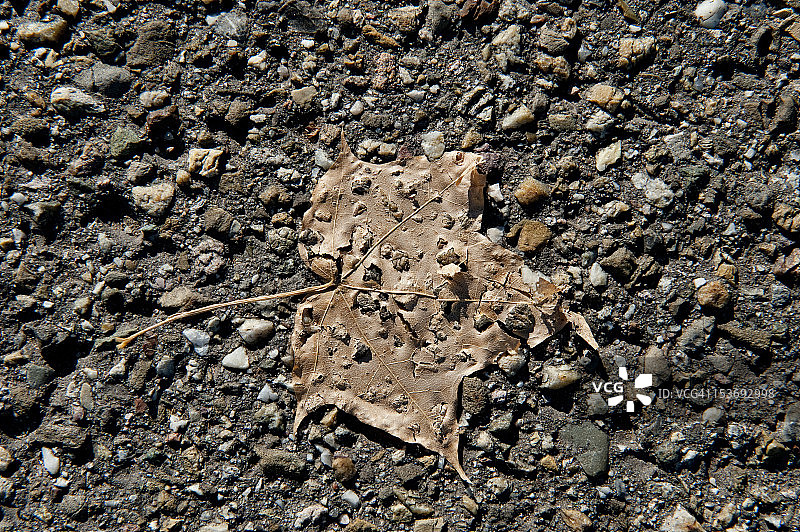 在树叶上奔跑图片素材