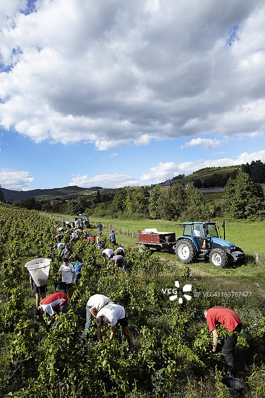 年轻人在法国采摘葡萄图片素材