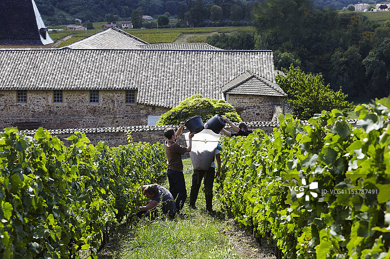 年轻人在法国采摘葡萄图片素材