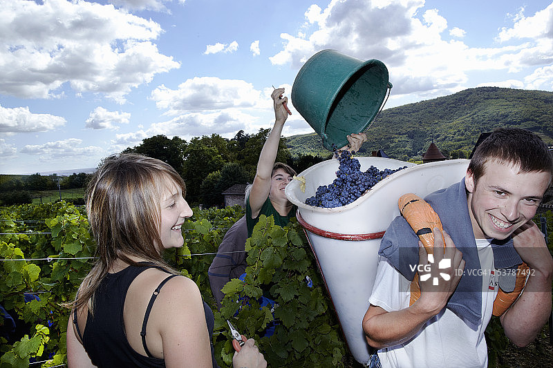 年轻人在法国采摘葡萄图片素材
