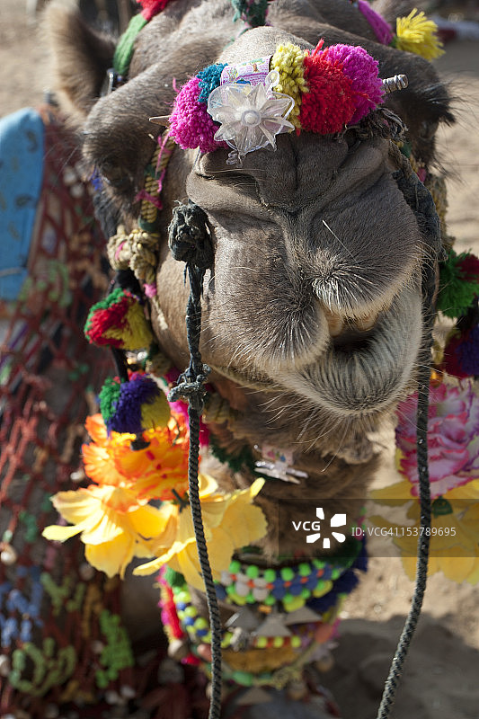 骆驼的不同面部表情，普什卡集市图片素材