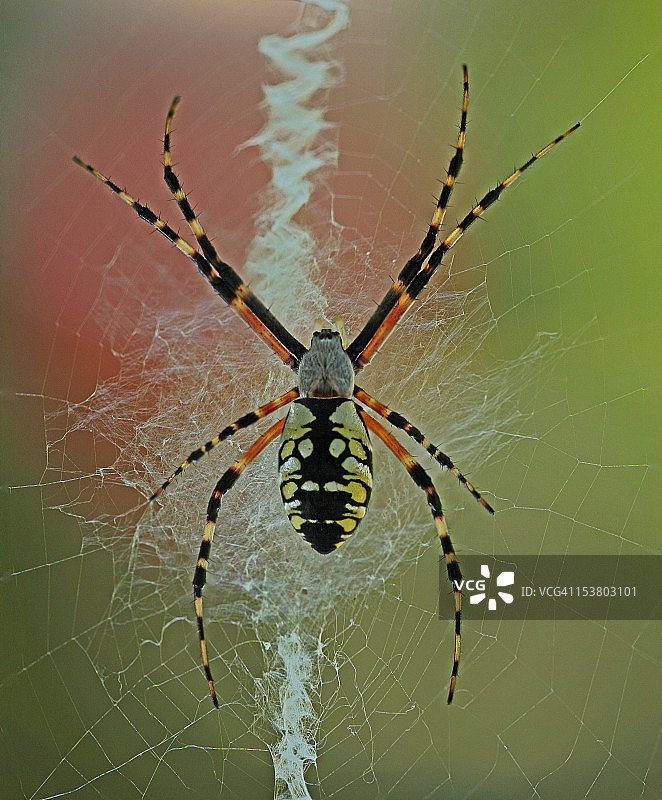 黑黄相间的花园蜘蛛图片素材
