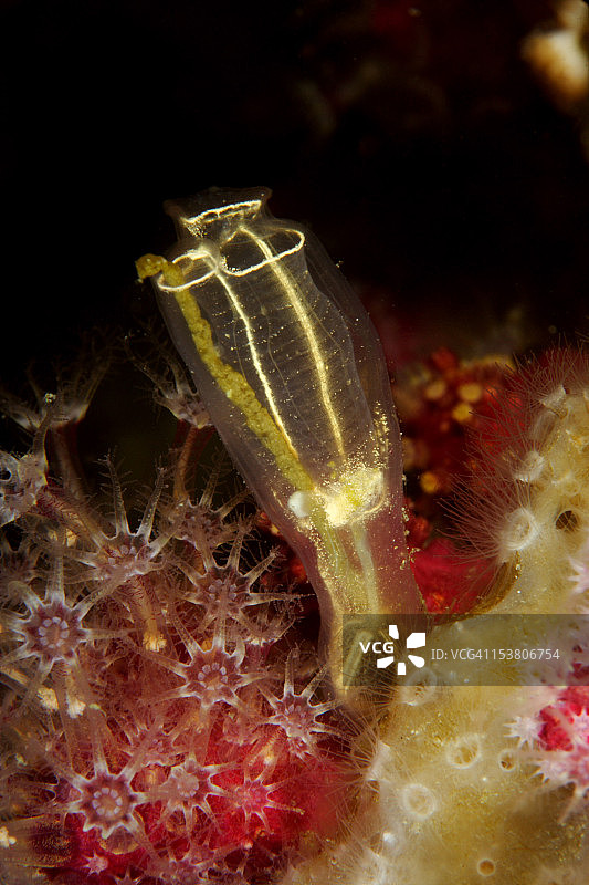 海鞘灯泡图片素材