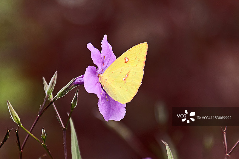 紫色花朵上的黄色蝴蝶图片素材