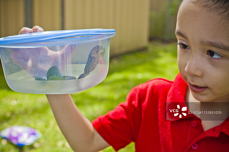 男孩正在观察透明盒子里的青蛙图片素材