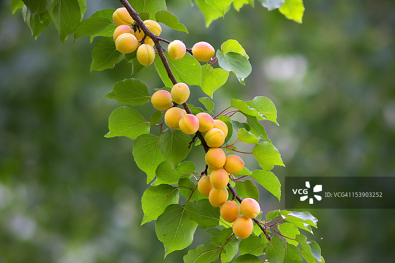 杏子图片素材