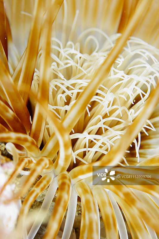 管状海葵图片素材