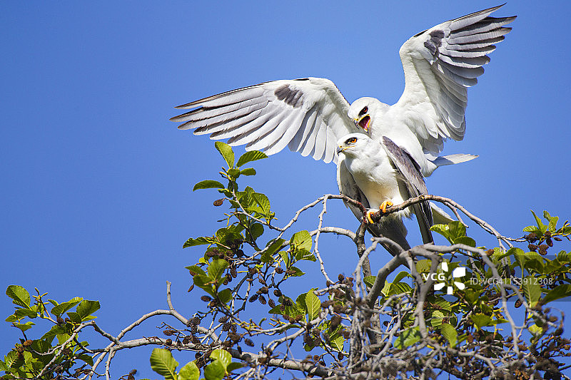 树梢上交配的白尾鸢图片素材